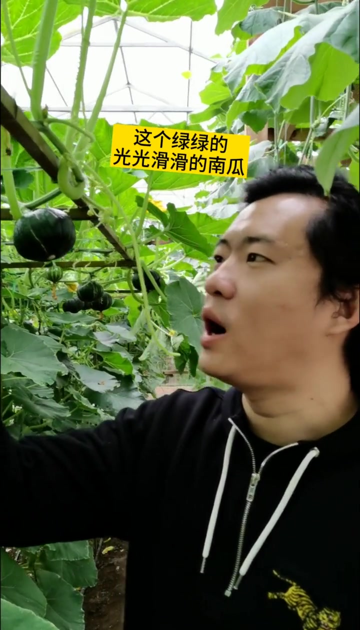 菜博会的蔬菜品种太丰富了,光南瓜的品种就多到能开大会 寿光菜博会