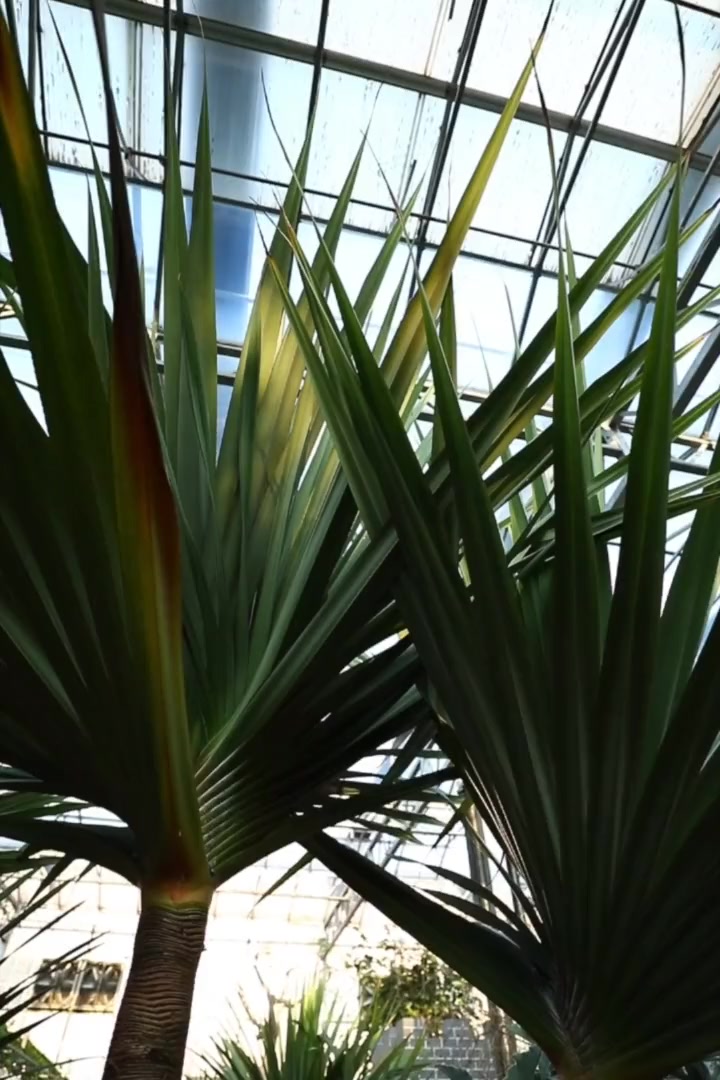 奇形怪状各种树之红章鱼树 #寿光菜博会