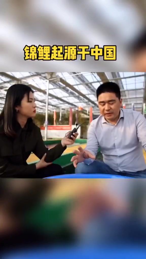 他说,黄河流域具有养出高品质锦鲤的先决条件 鱼 锦鲤 水产养殖 花鸟鱼虫美