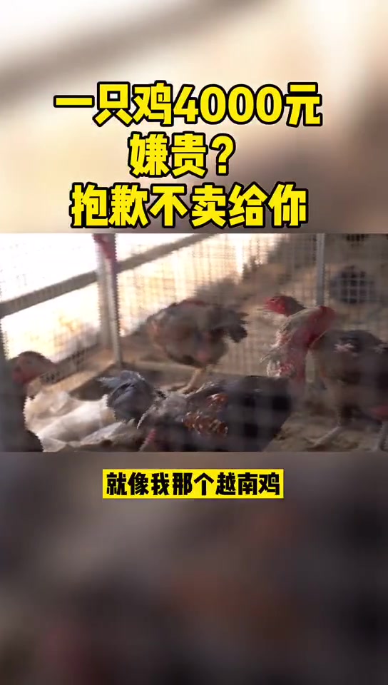 一只鸡4000元,嫌贵?主人还舍不得卖呢 斗鸡