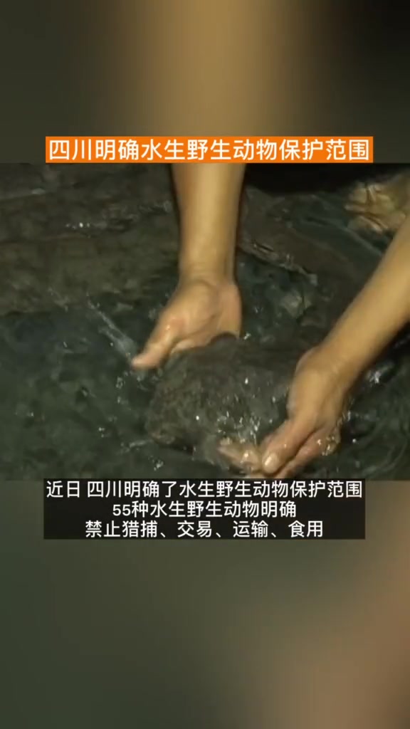 四川明确水生野生动物保护范围:娃娃鱼还能不能养殖?#野生动物 #野生动物养殖