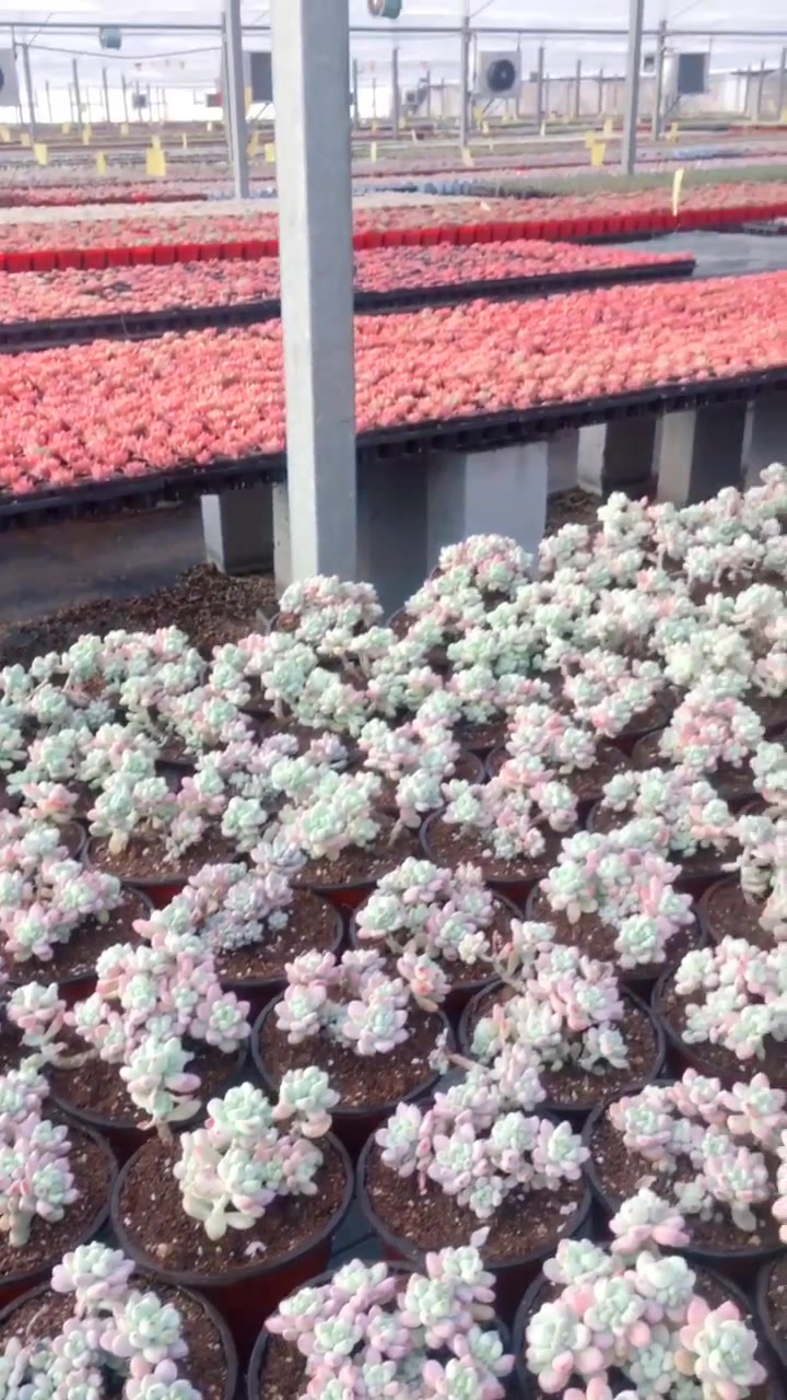 全国最大的多肉种植基地～～～