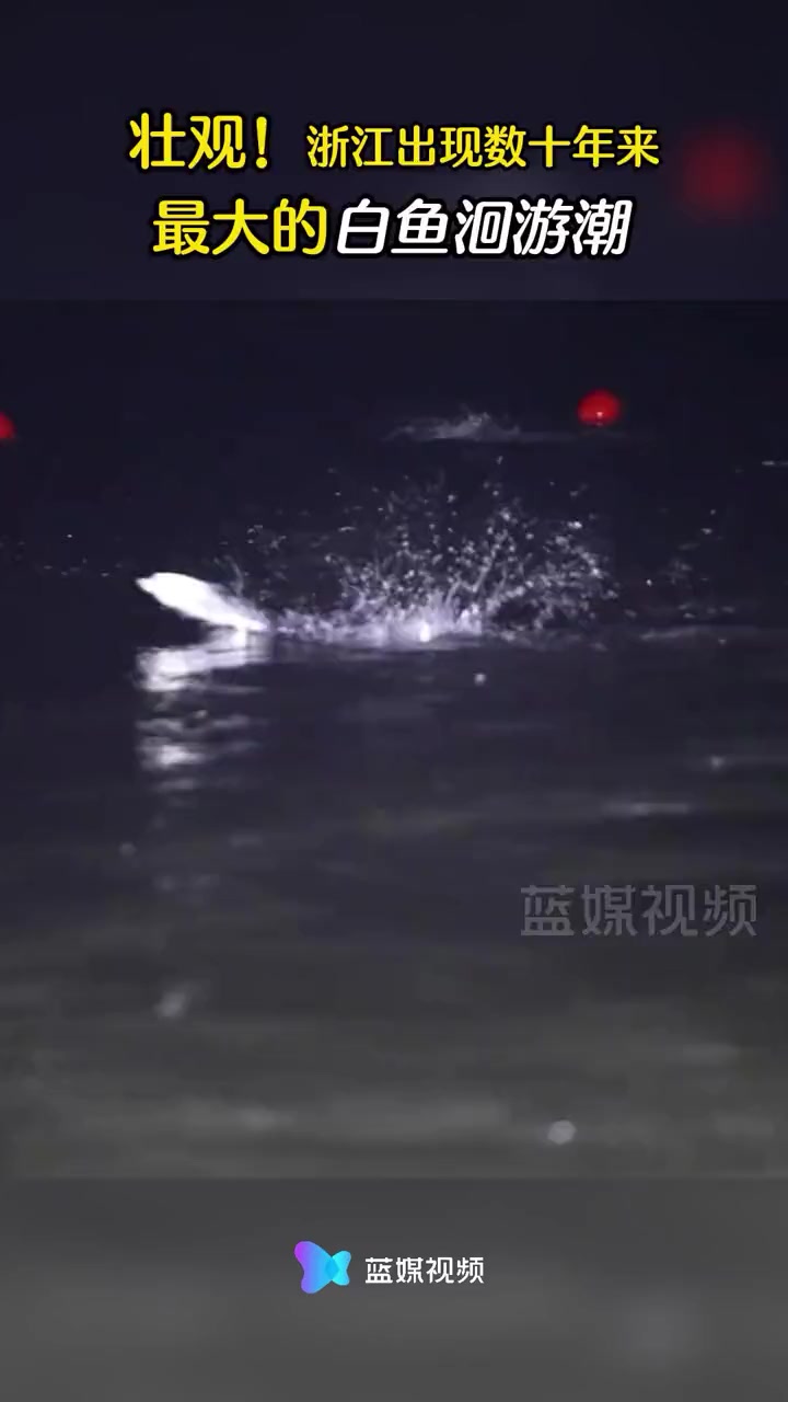 “几十年没见到过了!” 湖州 西苕溪出现数十年来最大的白鱼洄游潮,太壮观!鱼跃龙门 好运连
