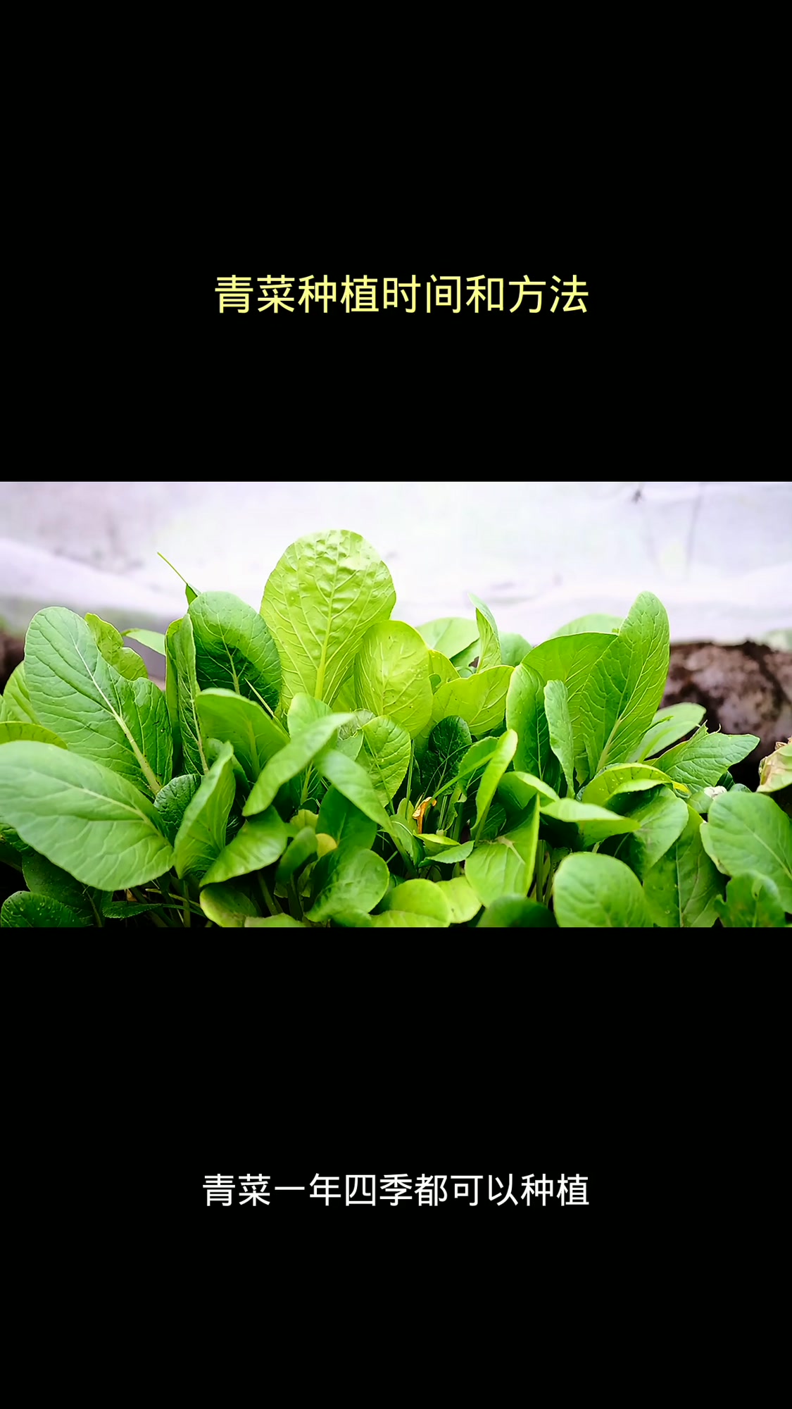 青菜种植时间和方法  