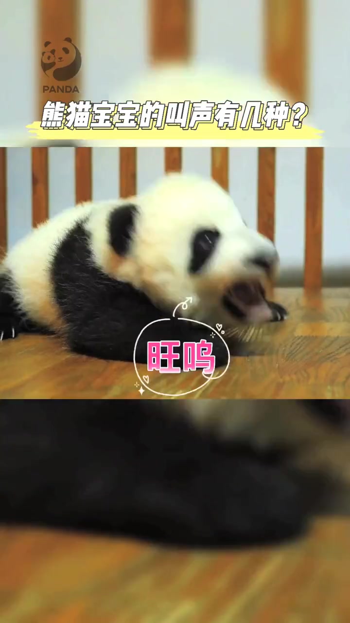 熊猫叫声原来是这样的 熊猫宝宝能发几种声音?神奇动物在中国 我们的共同家园