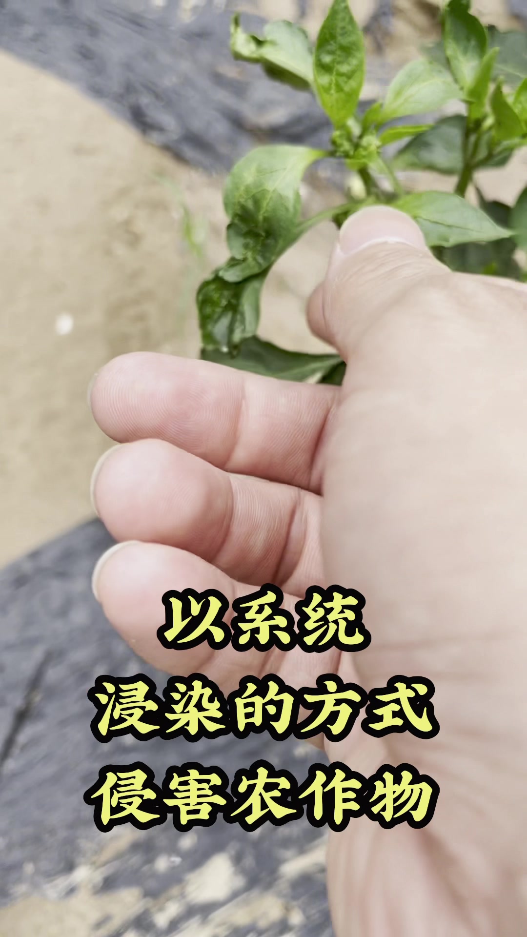 蔬菜病毒病,一个配方全搞定