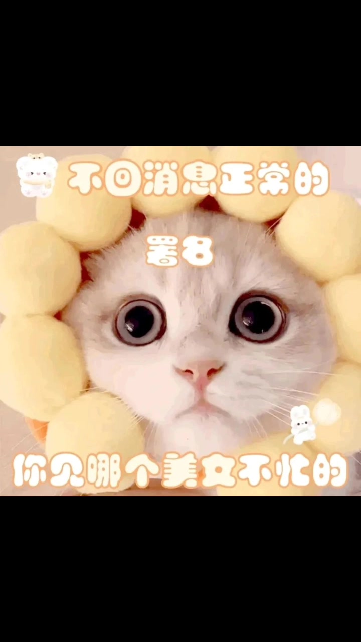可爱猫咪表情包系列