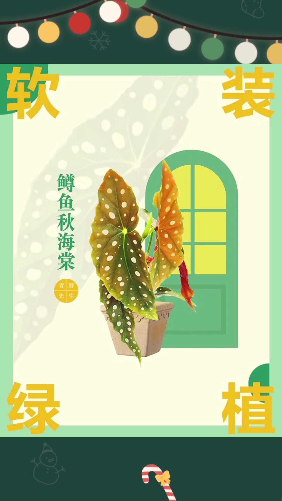 【软装绿植】 —鳟鱼秋海棠