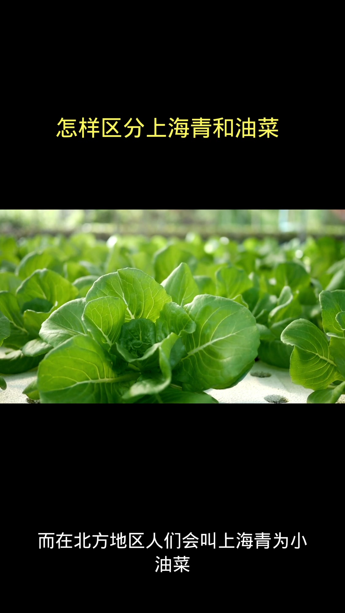 怎样区分上海青和油菜?