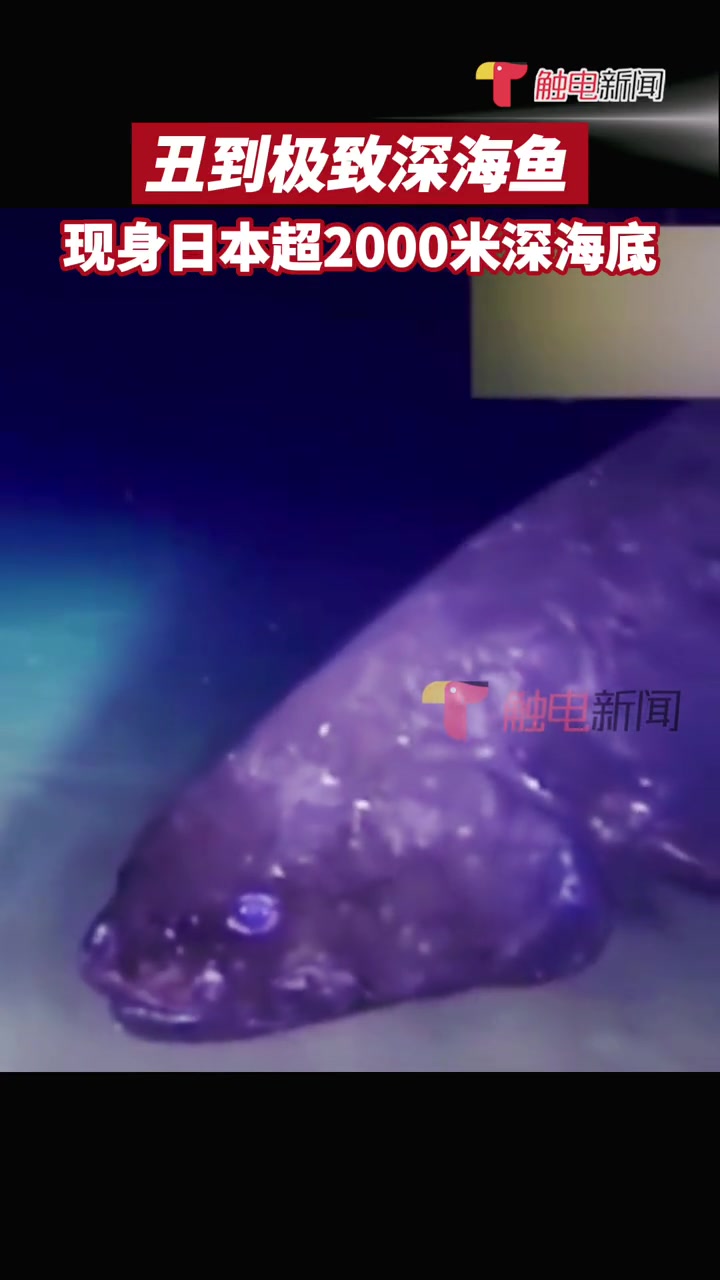 丑到极致的深海鱼!据央视网科技7月3日消息,富士新闻网报道,日本海洋研究开发机构宣布,在水