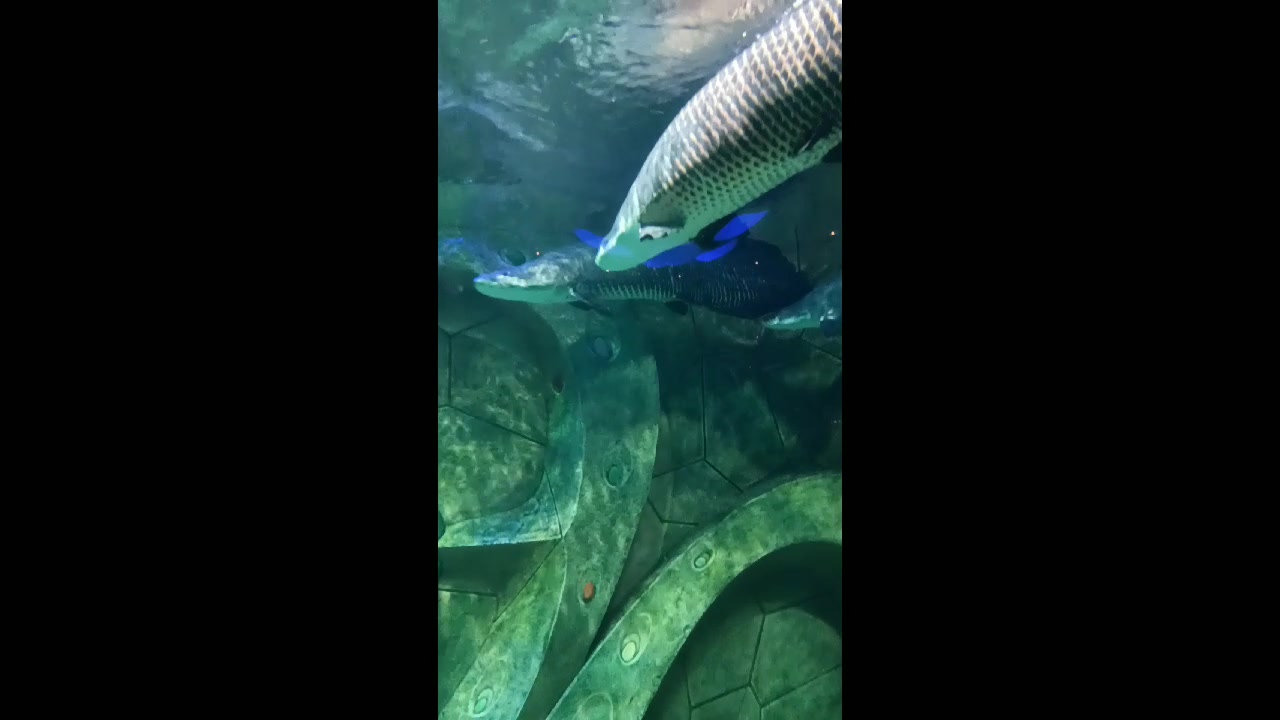三亚亚特兰蒂斯海洋世界的巨骨舌鱼, 体型最大的鱼类之一。