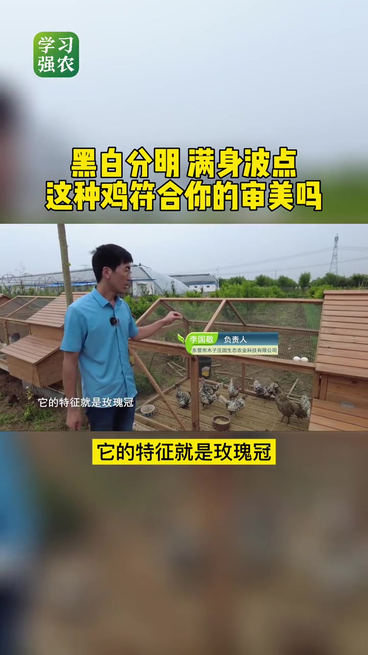 黑白分明满身波点,这鸡符合你的审美吗 观赏鸡