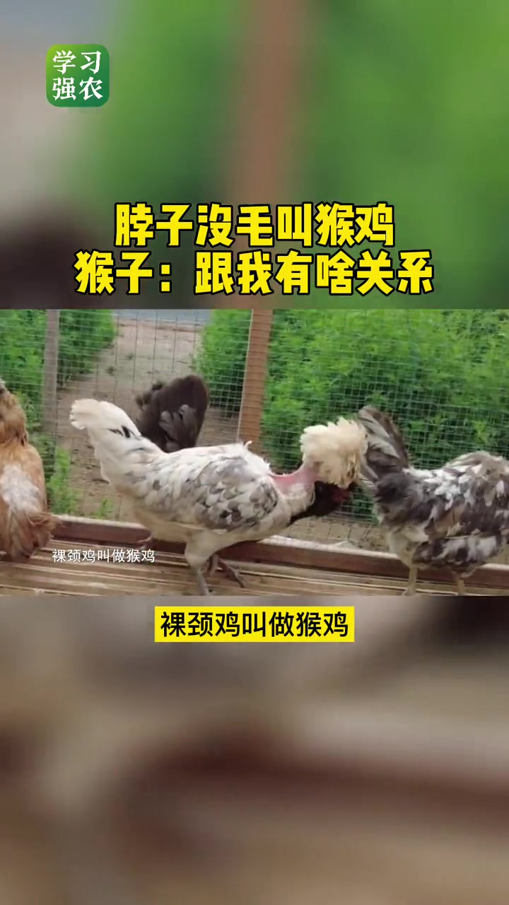 这种鸡脖子上没有毛,叫猴鸡,可是这和猴子有啥关系呢~