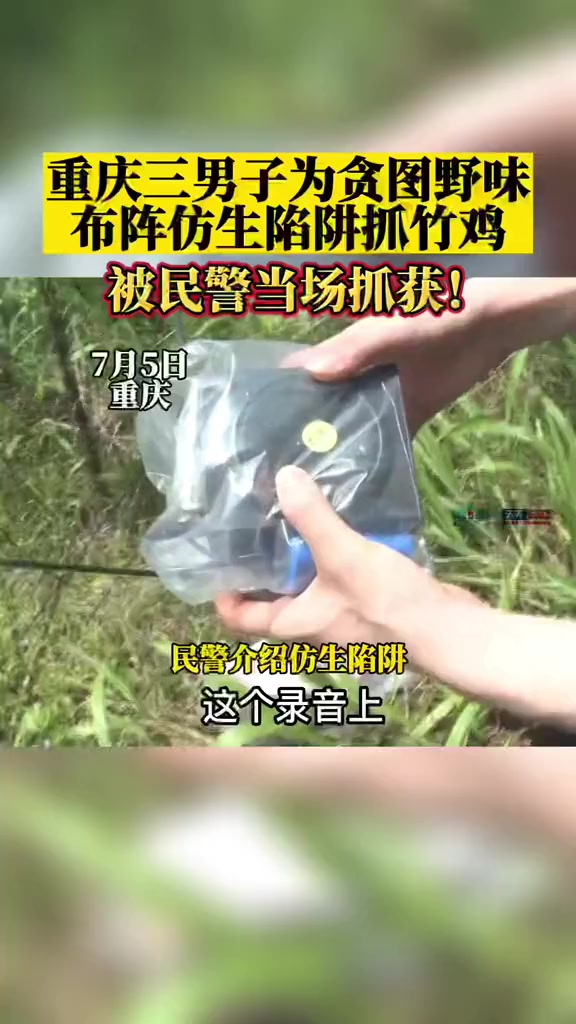 布阵“仿生陷阱”!7月5日,重庆三男子猎捕竹鸡被抓现行