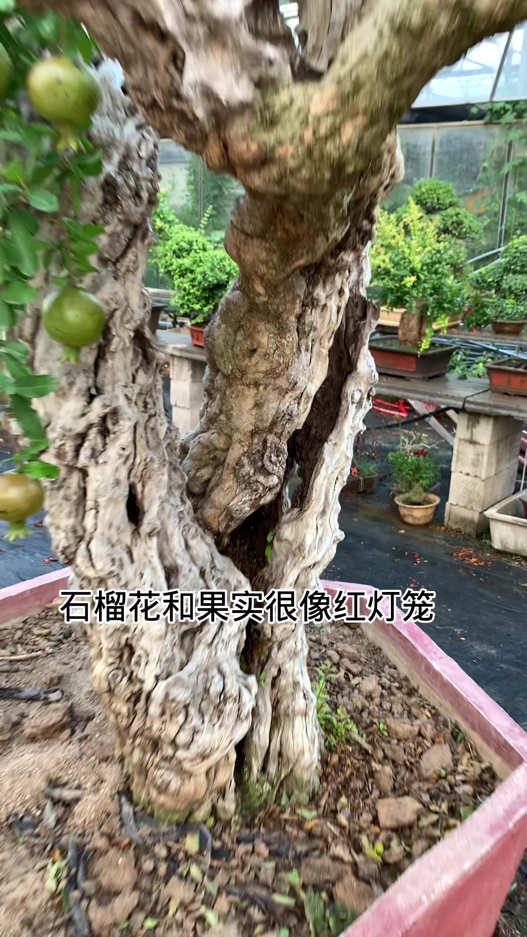 石榴籽都是红色的,红色代表平安、吉祥,所以寓意为平安吉祥