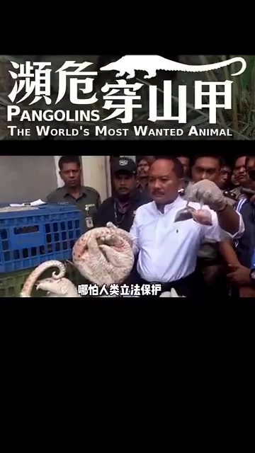 穿山甲的自白,我们的鳞片真的不能治病,保护野生动物 动物科普 科普