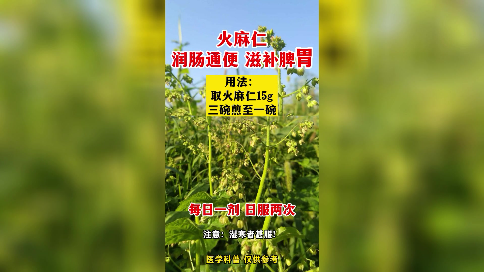 火麻仁 润肠通便滋 补脾胃