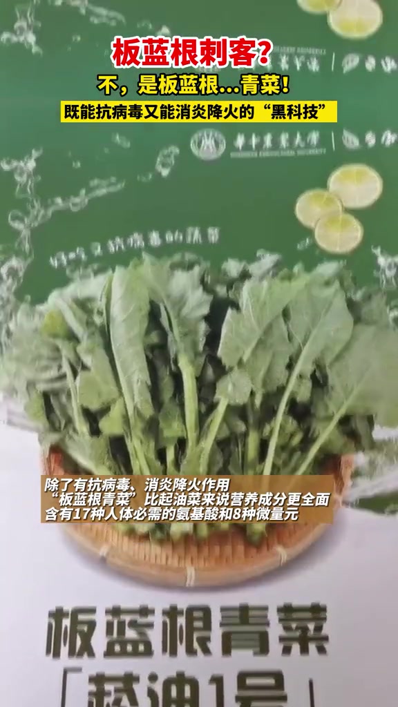感冒要多吃青菜哟!华中农业大学研发的“板蓝根青菜”,正式走上市民餐桌