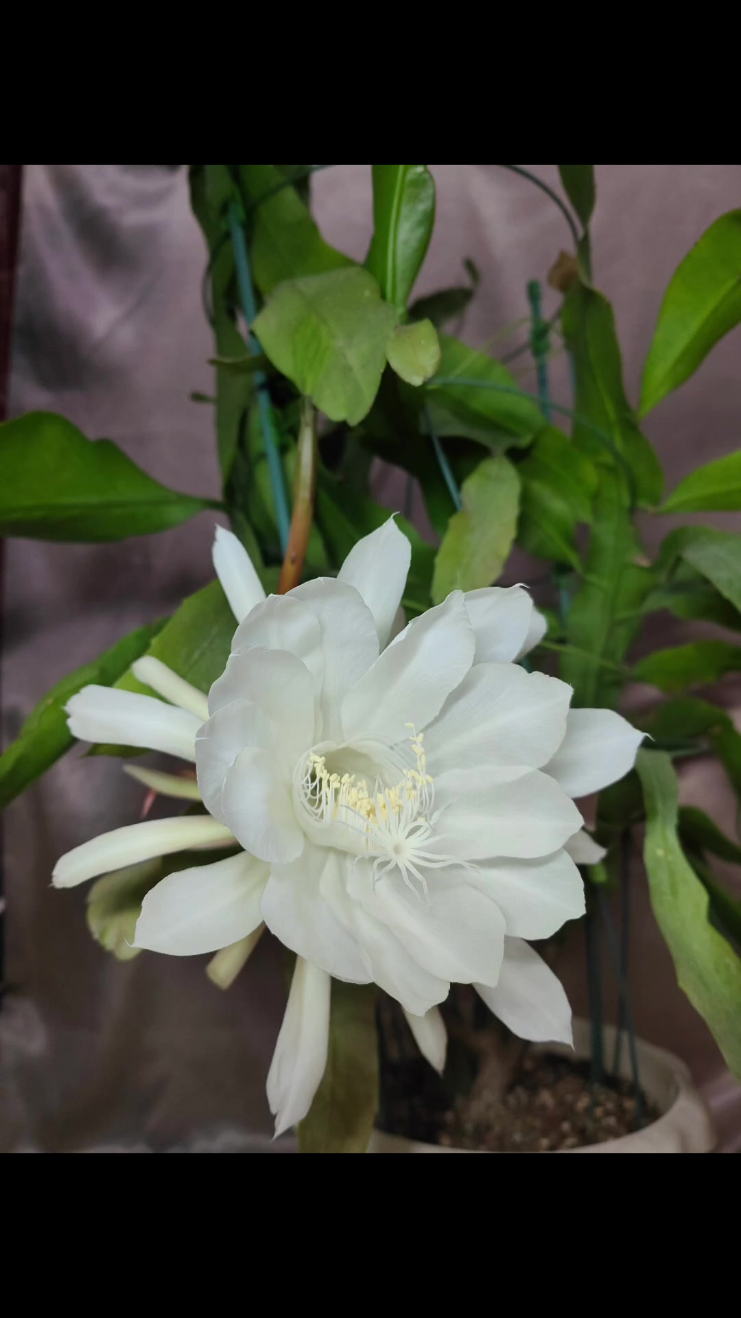 昙花一现说的就是它,昙花本花