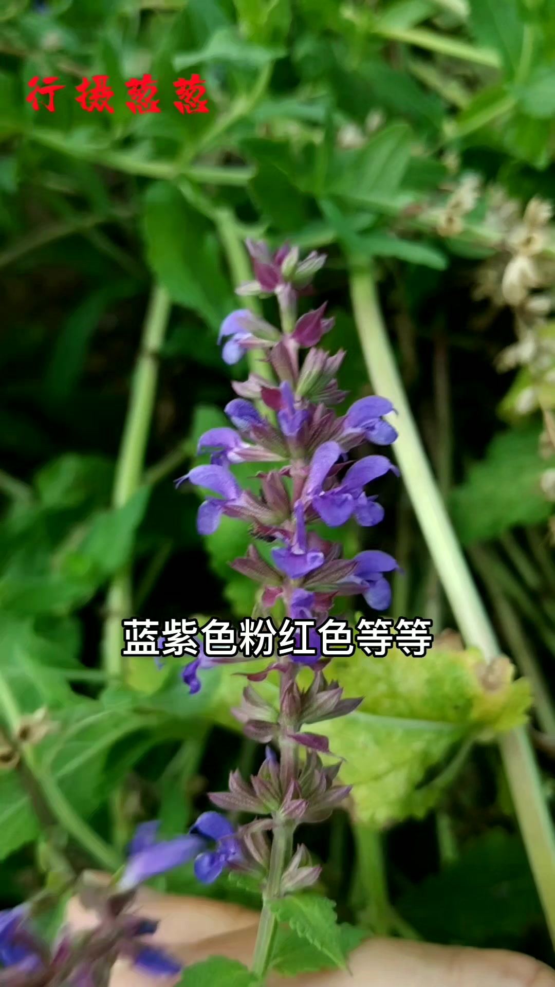 鼠尾草,常被错认为薰衣草的植物