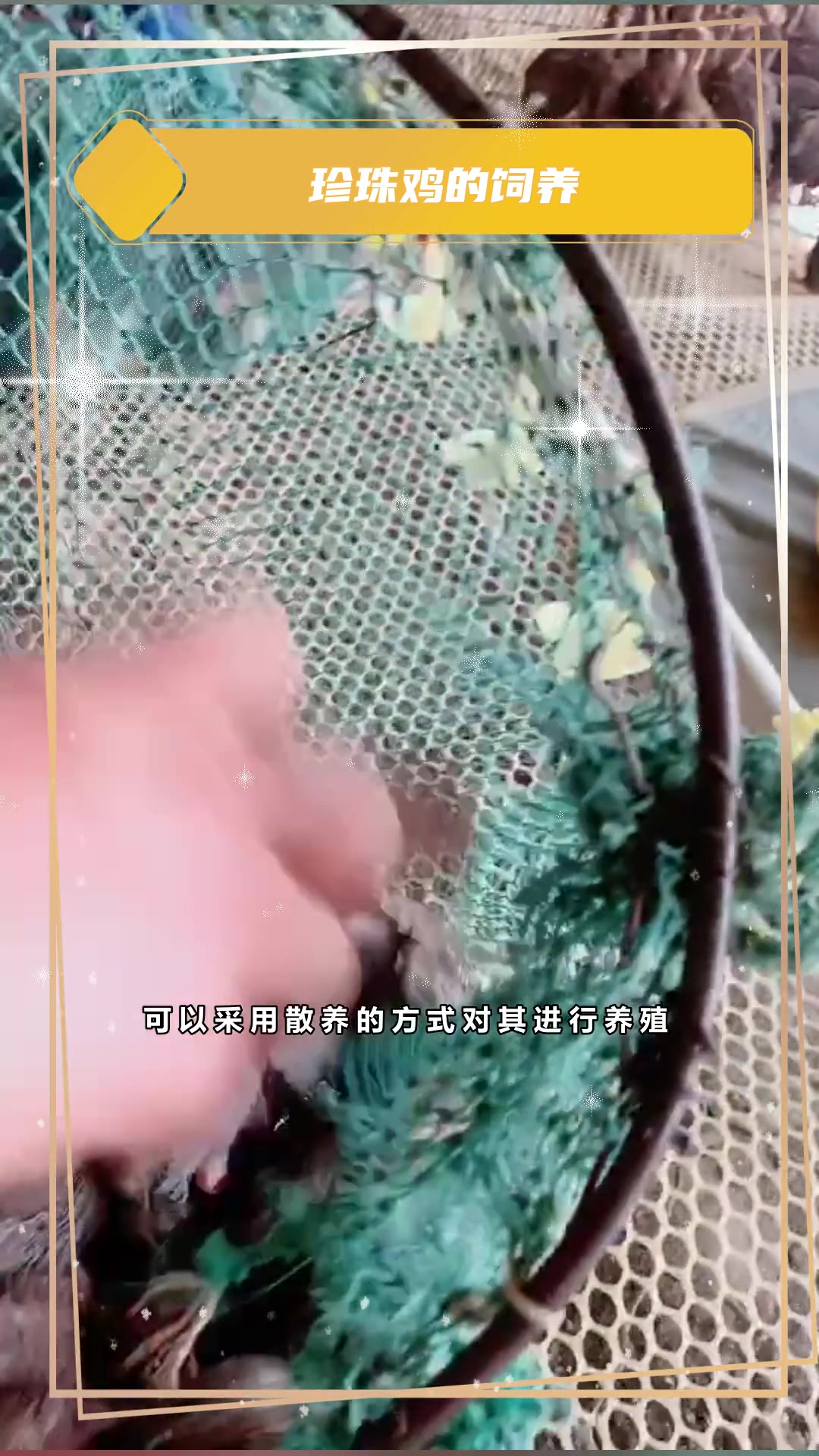 散养珍珠鸡