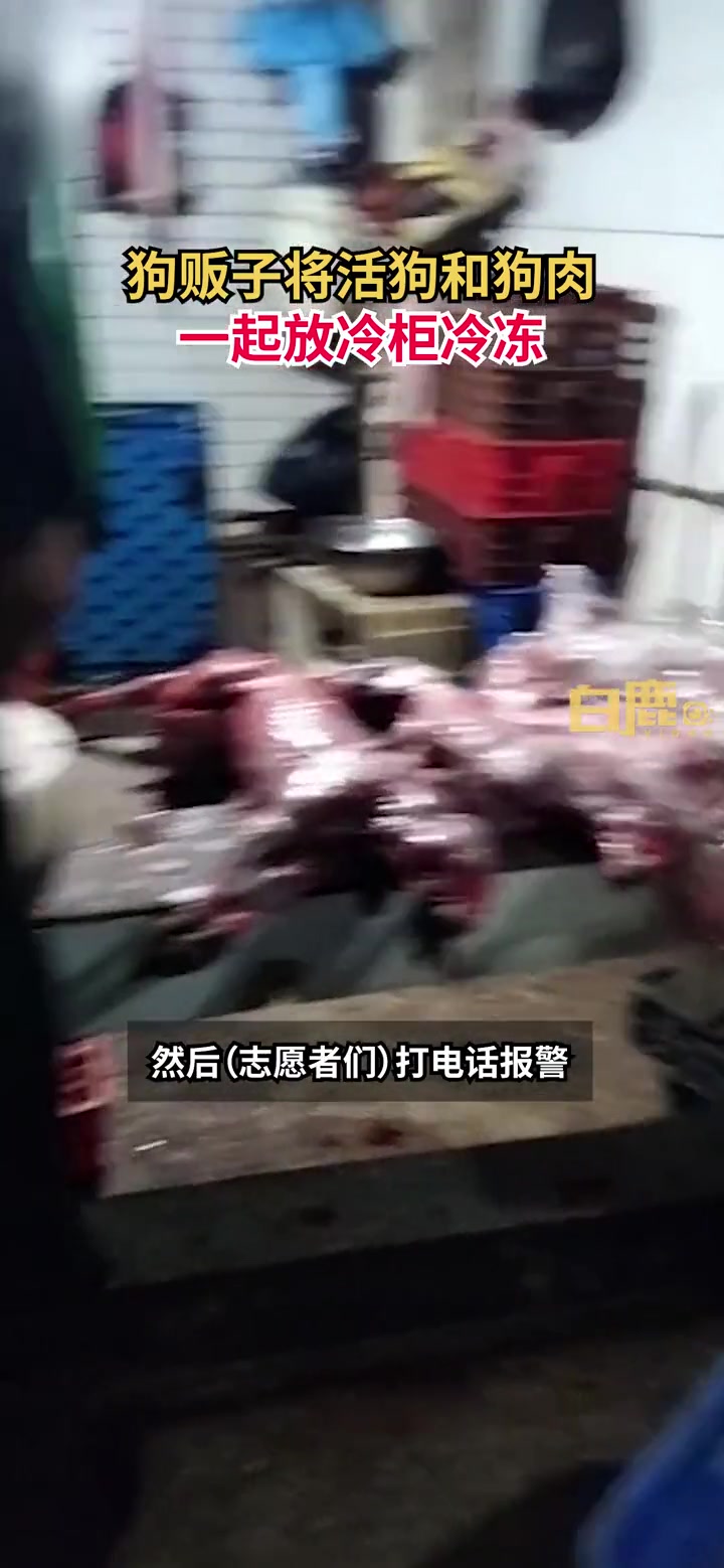 残忍!狗贩子将活狗和狗肉一起放冷冻柜,志愿者:现场多只病犬已被剃毛 狗狗 残忍