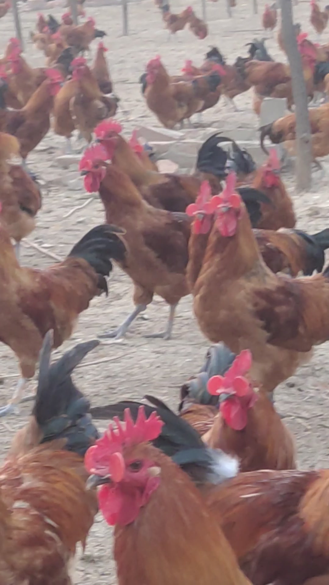 安徽省盛华土鸡育种有限公司,红瑶品种