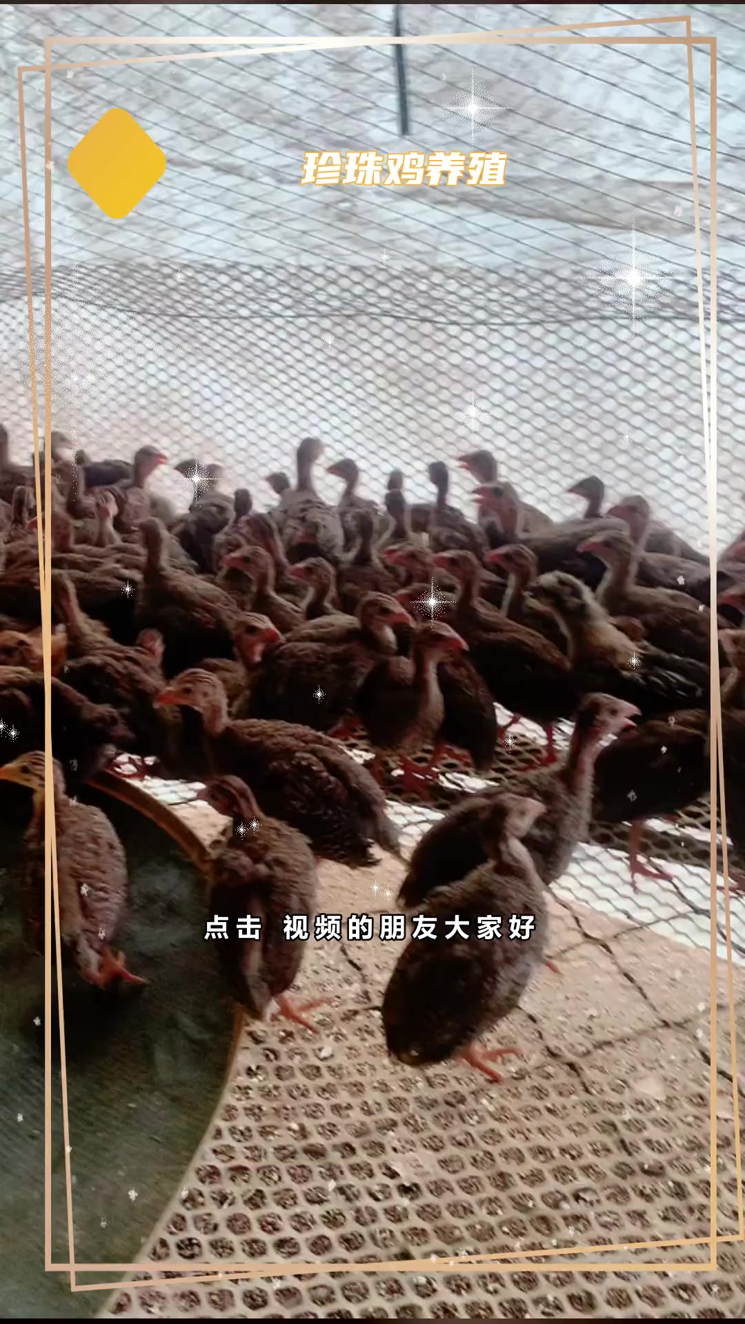 珍珠鸡的饲养