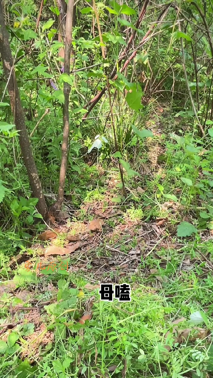 爱护大自然保护野生动物音媒鸟语竹鸡对鸡打旺冲堂单公公大叫