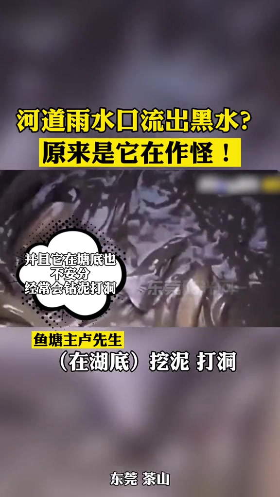 埃及胡子鲶,又名 埃及塘鲺。它在塘底经常会钻泥打洞,所以导致塘底的淤泥被拱了起来,鱼塘 的