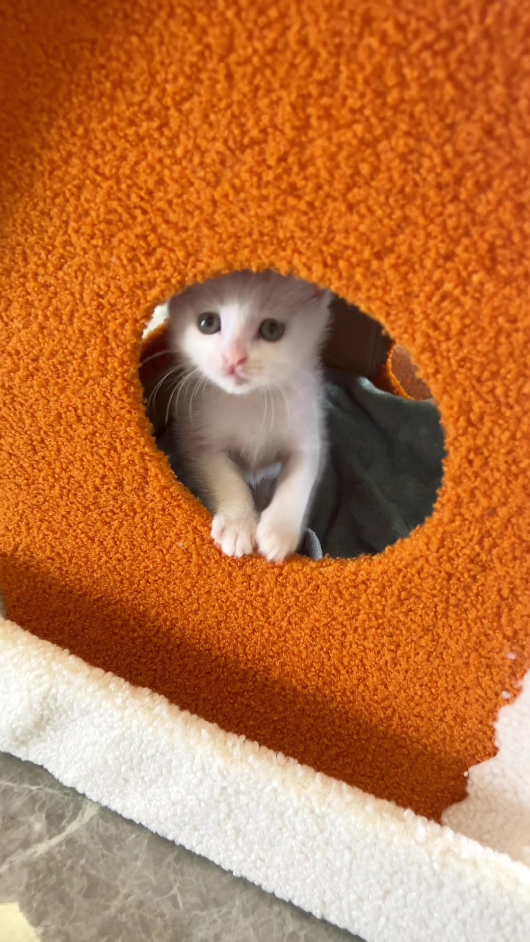 播放量17万的猫窝小奶猫会喜欢吗?