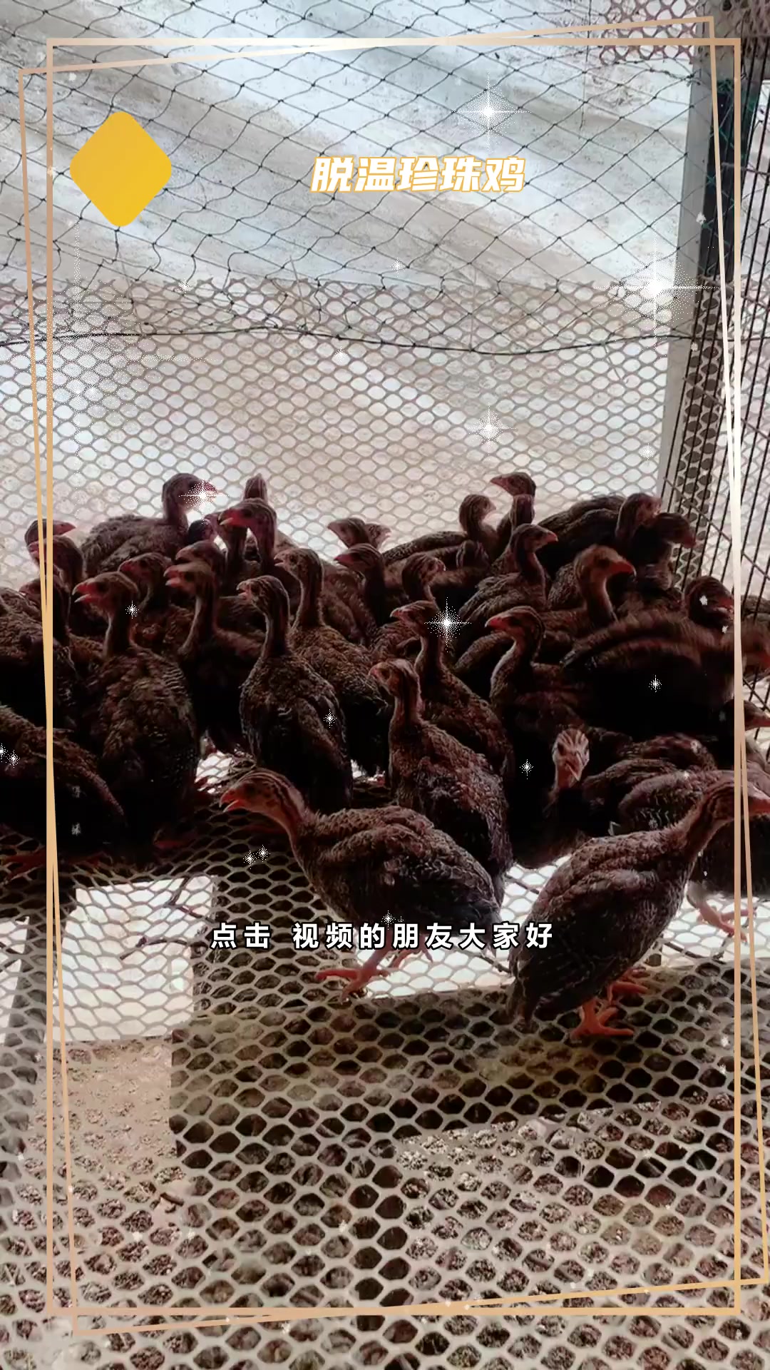 珍珠鸡养殖