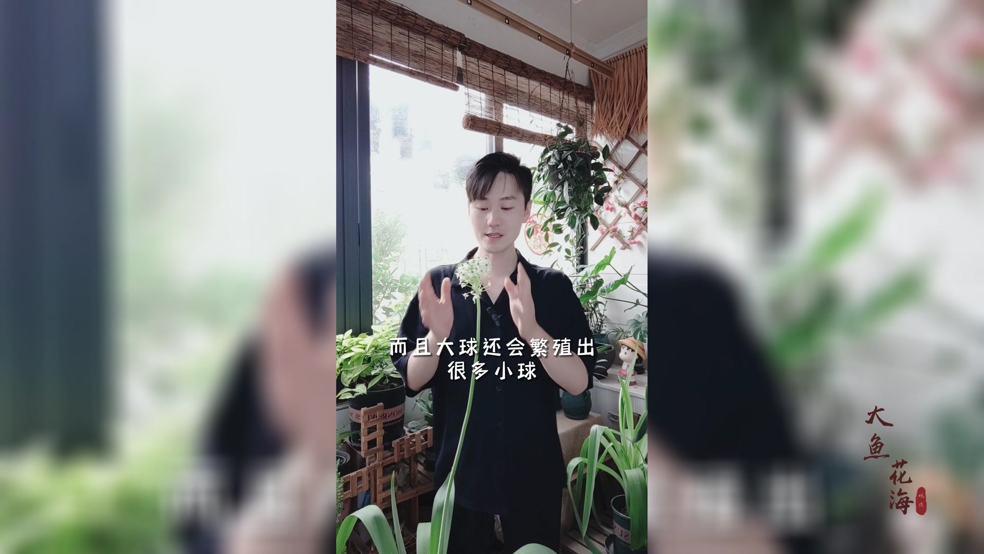 一定不要在家中养这种花,开花太美了,否则你会爱上它!