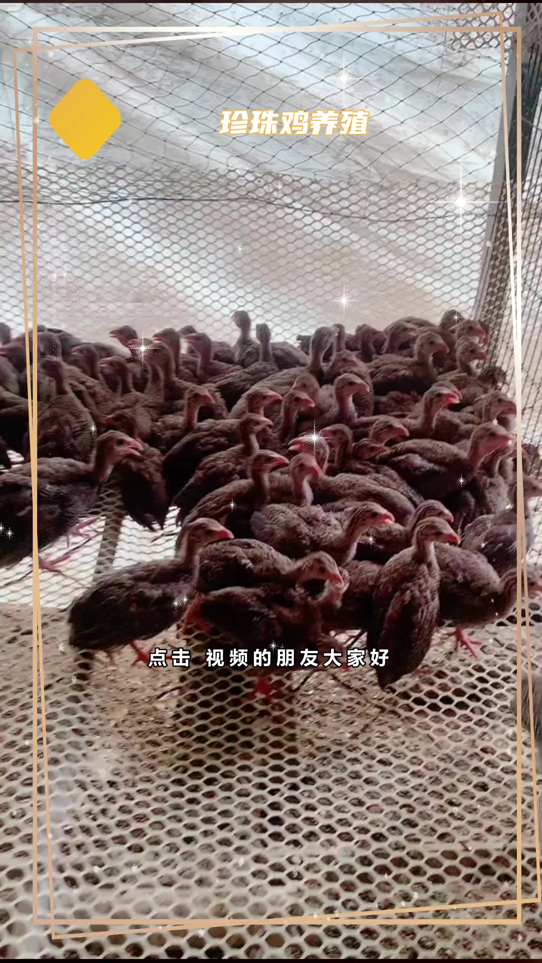 珍珠鸡的饲养