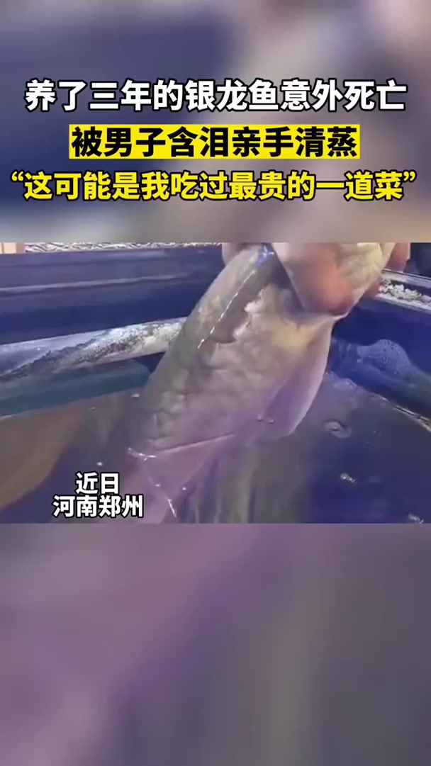 男子养3年龙鱼意外死亡含泪清蒸