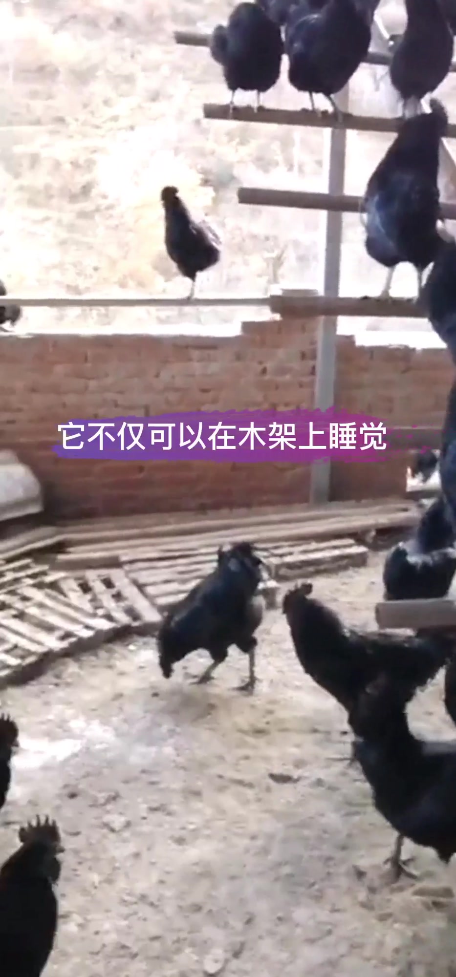 散养鸡鸡舍木架的好处多