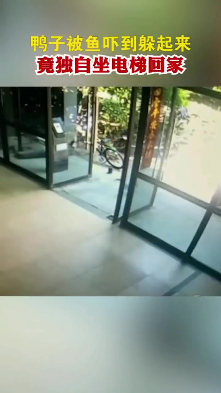 鸭子被鱼吓到躲起来,竟独自坐电梯回家