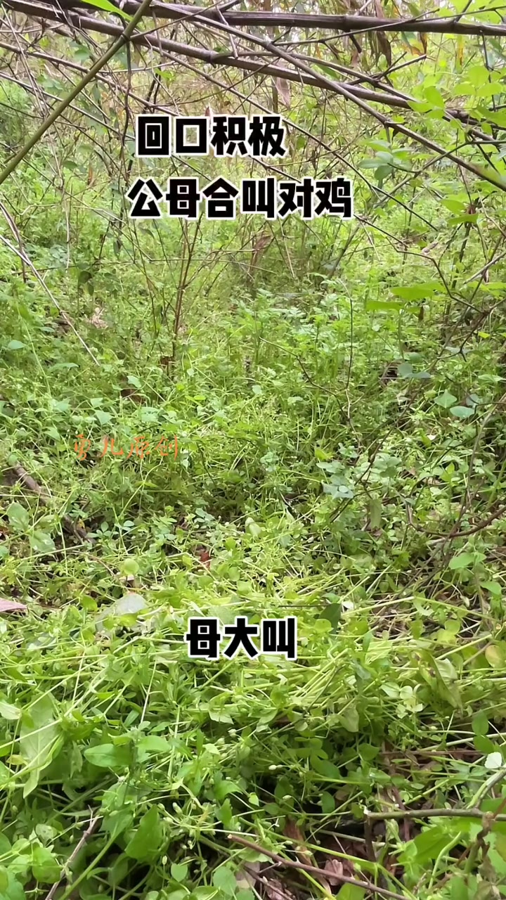 竹鸡对鸡冲堂公母合叫公母合威
