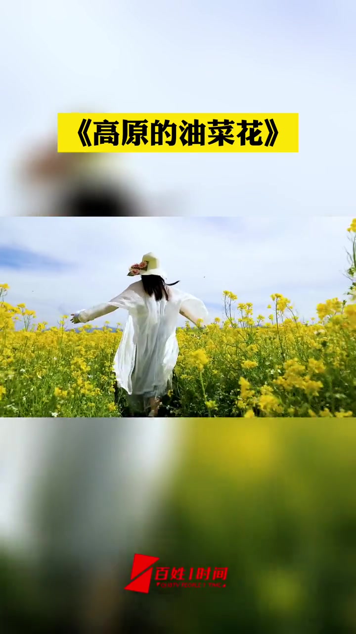 《高原的油菜花》