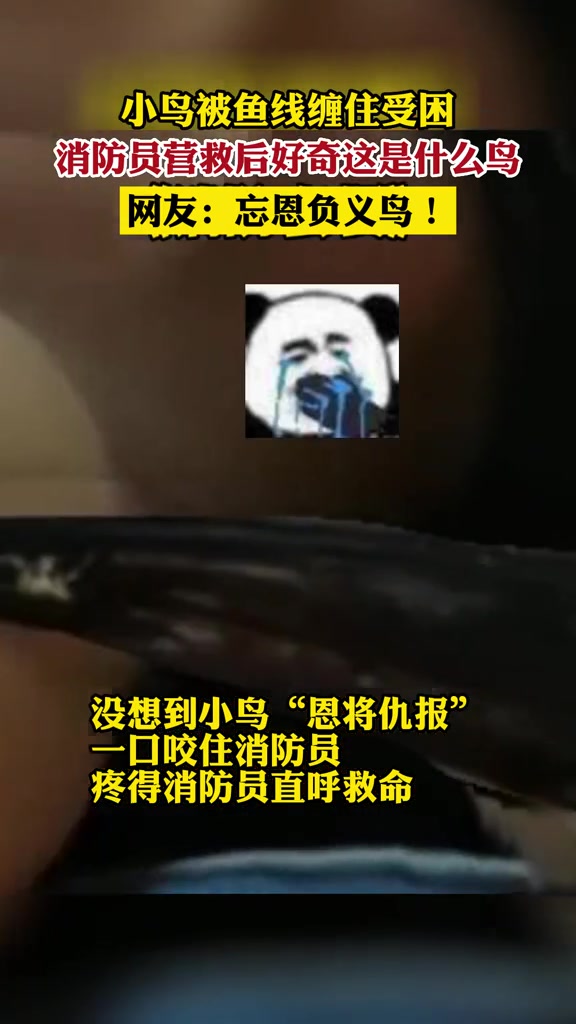 小鸟被鱼线缠住受困,消防员营救后好奇这是什么鸟,网友:忘恩负义鸟!