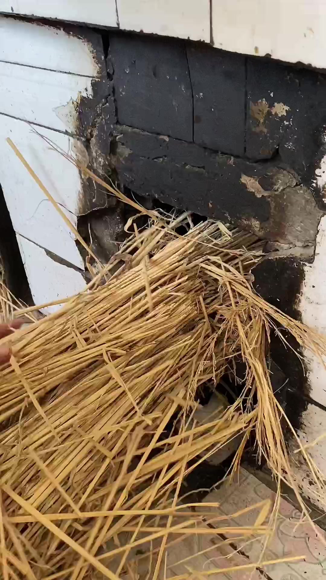 俺娘炖的三道鳞蒸的油滋了酸菜菜团子