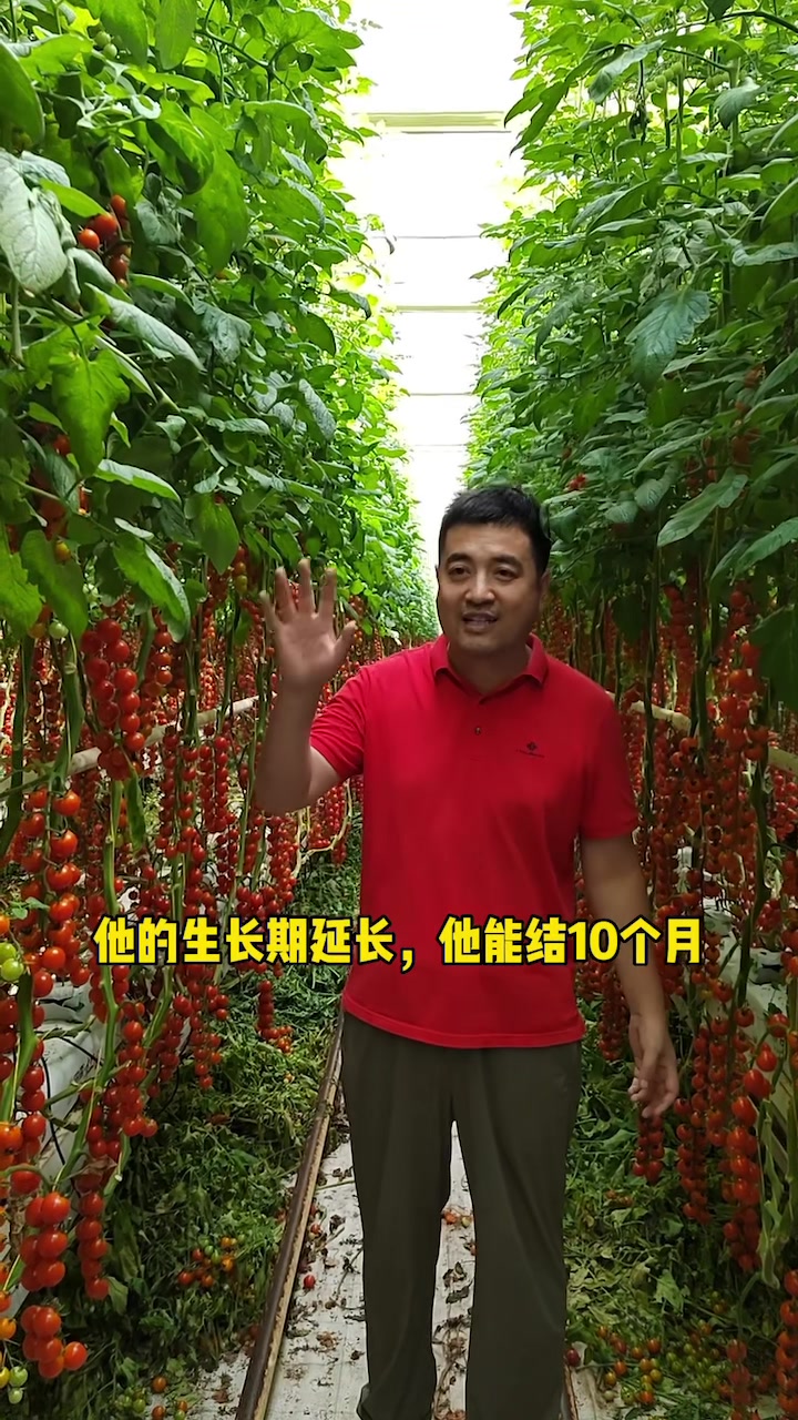 无土栽培的产量,为啥比土壤种植还要高