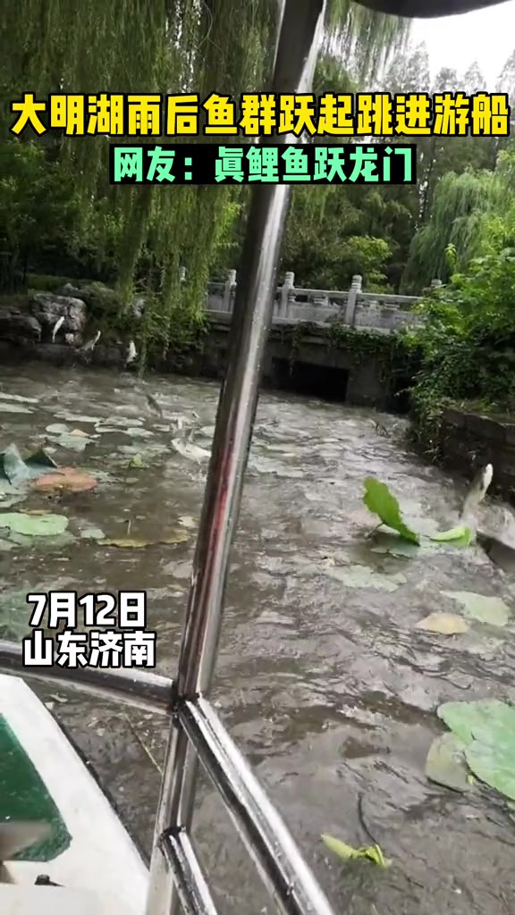7月12日,山东济南,大明湖雨后鱼群跃起跳进游船。网友:真鲤鱼跃龙门。素材来源