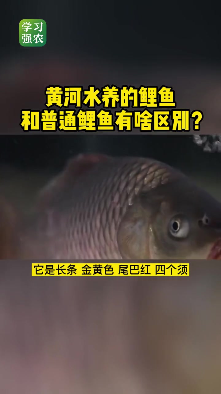 黄河水养的 鲤鱼 和普通鲤鱼有啥区别?黄河鲤鱼