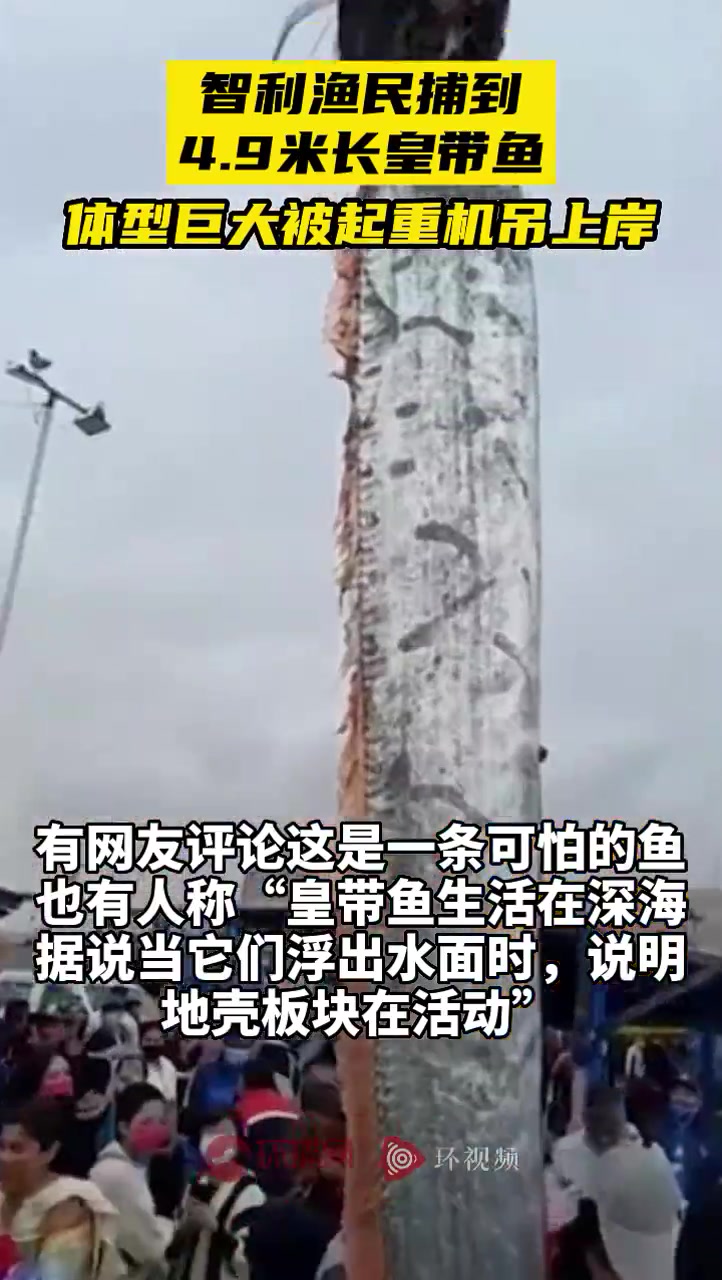 智利渔民捕到4.9米长皇带鱼,体型巨大被起重机吊上岸