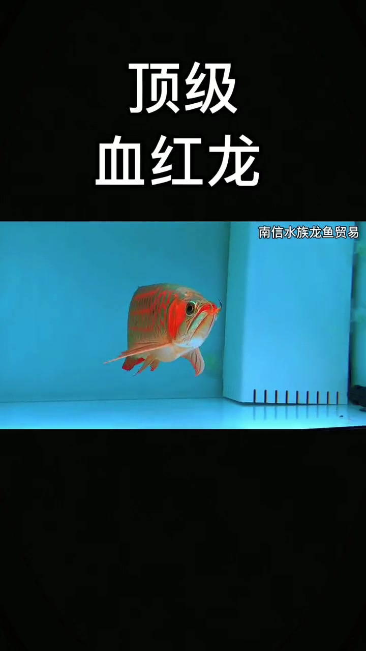 带你们看看这么好看的龙鱼