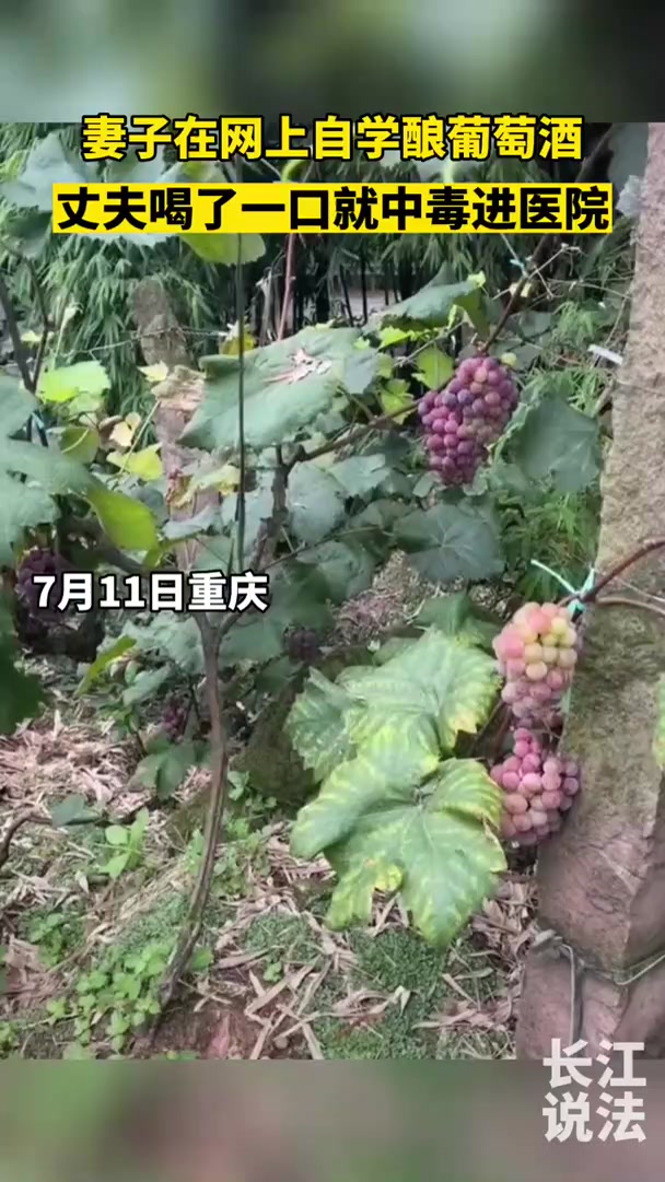 自酿葡萄酒致老公中毒女子回应:洗个胃就好了,但奉劝大家不要轻易尝试!
