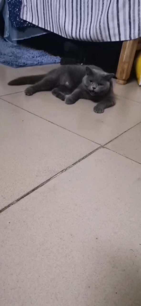 可怜的汤姆猫,都热成小狗了