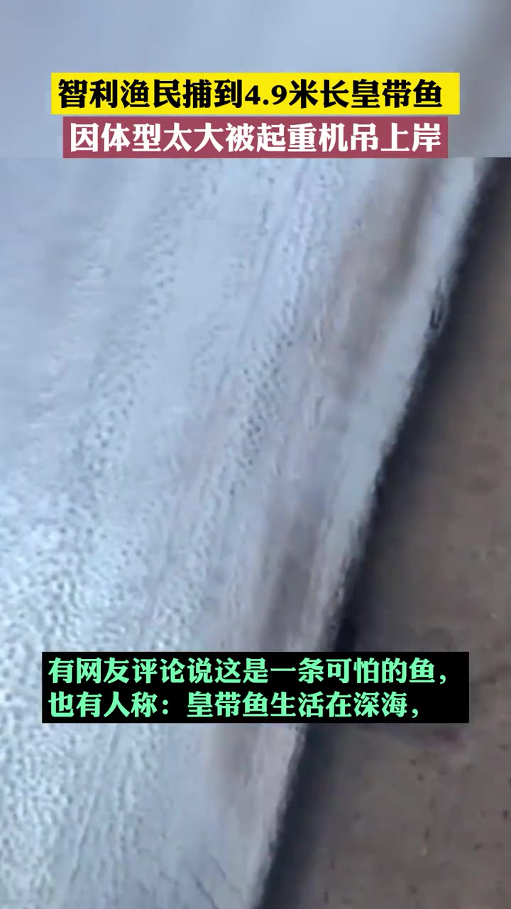 近日 智利。渔民捕到4.9米长皇带鱼,因体型太大被起重机吊上岸。据说,皇带鱼生活在深海,当