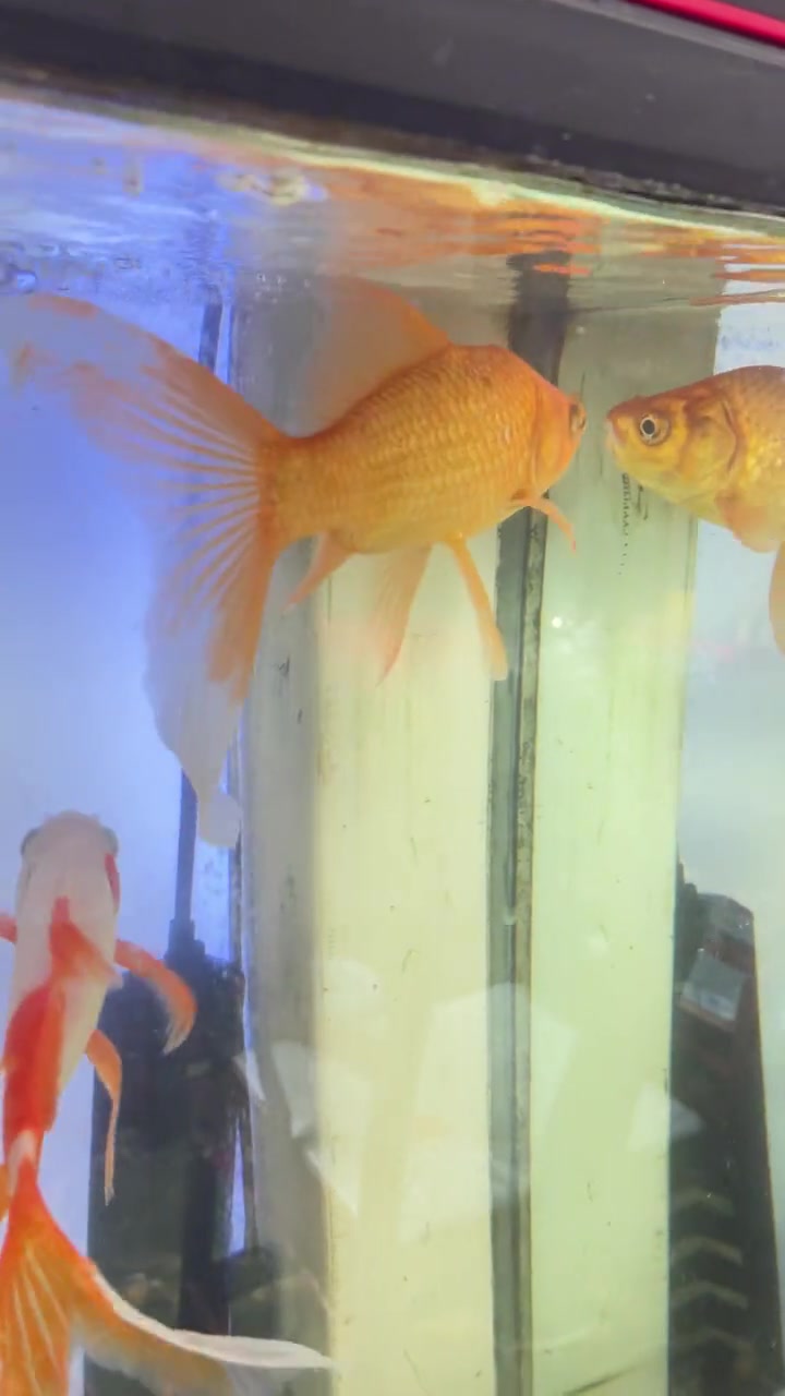 草金和锦鲤你分的清楚吗?